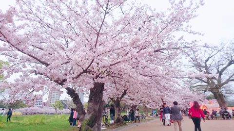 お散歩🌸