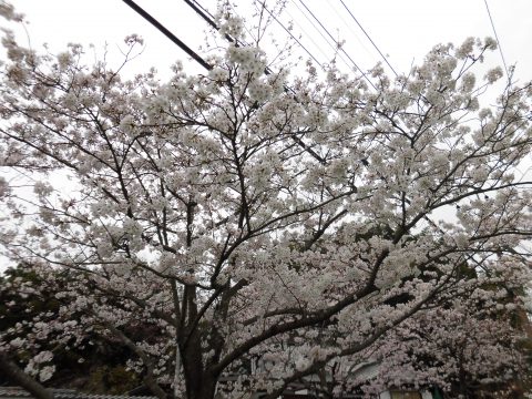 春の花たち❁