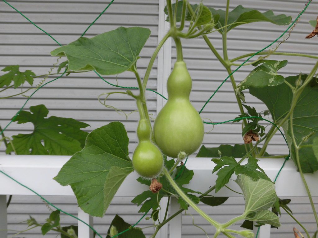 梅雨らしくなってきましたね