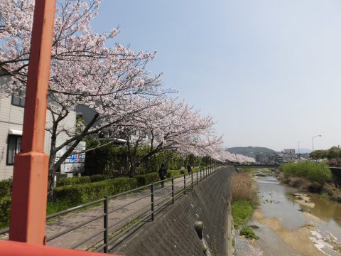 お花見  in太宰府政庁跡（和楽えのき）