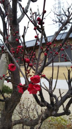 風物詩🌺と新入りさん🌵