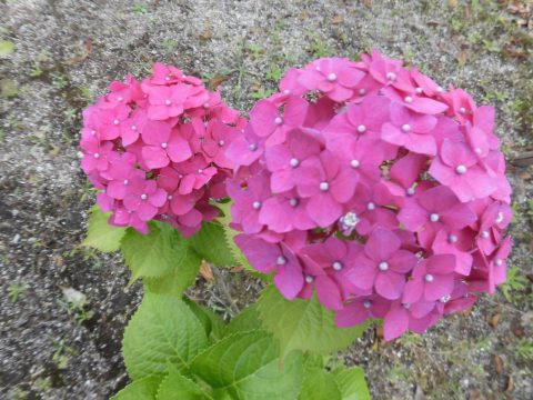 紫陽花も仲間入り☂