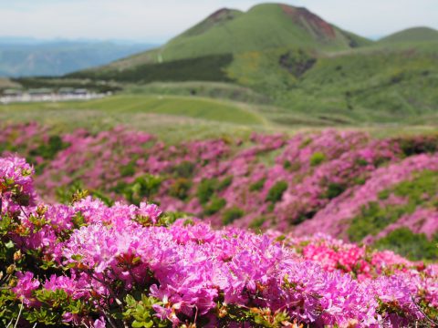 ミヤマキリシマ🌺