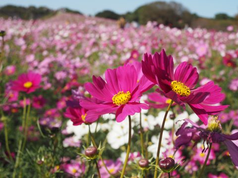 コスモスフェスティバル❁