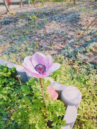 お庭に春が来ました🌷