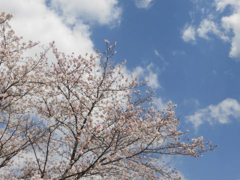 お花見🌸