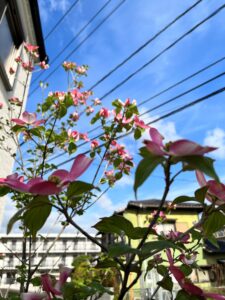 花水木にハナミズキ。