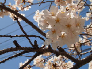 お花見🌸