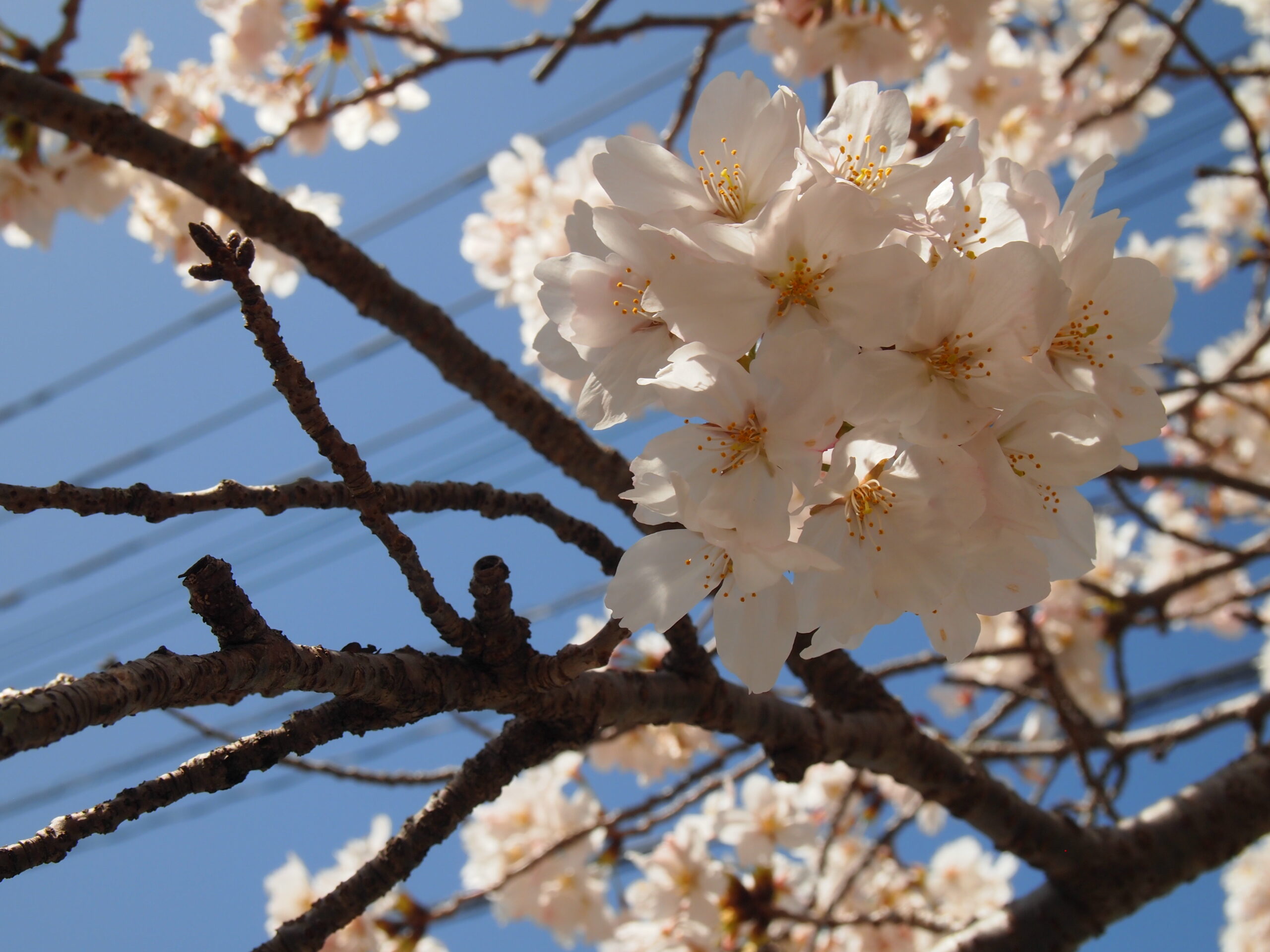 さくらｓａｋｕｒａ桜