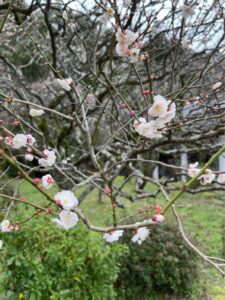 初！観梅会🌸