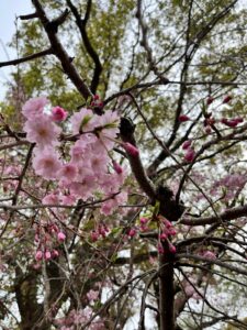 お花見🌸