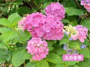 梅雨のお散歩🐸