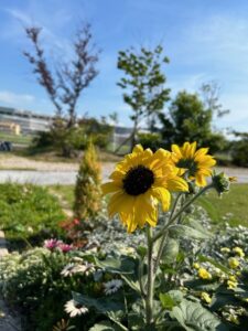 えのき天拝の庭事情🌼