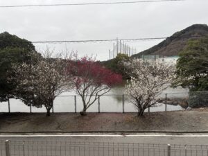 満開です
