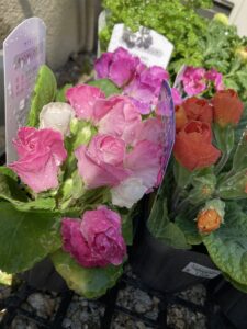 ぽかぽか陽気❀