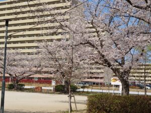 春🌸盛りのお花見🌸