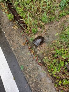 小さなかわいいお客様