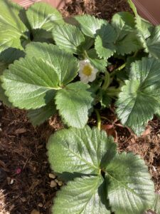 🍓いちごの成長🍓