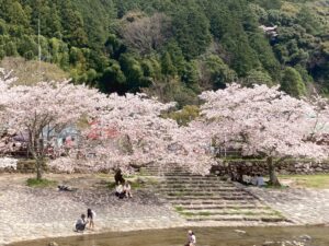 お花見は中之島公園へ～