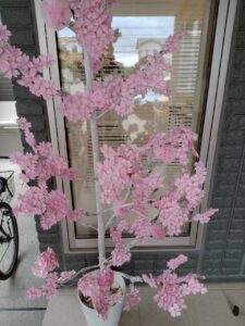 ❀ミモザの桜も満開❀