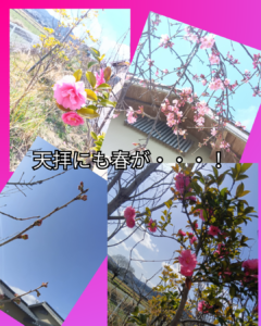 春の天拝(*^▽^*)