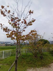 9月の天拝(≧▽≦)
